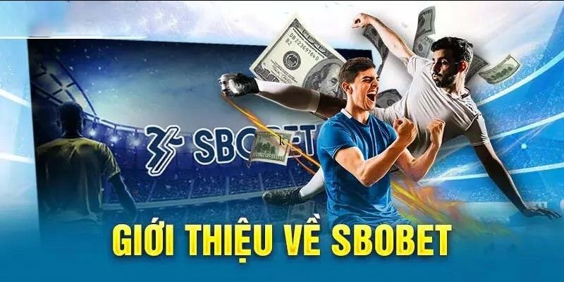 Thông tin giới thiệu sảnh thể thao chuyên nghiệp